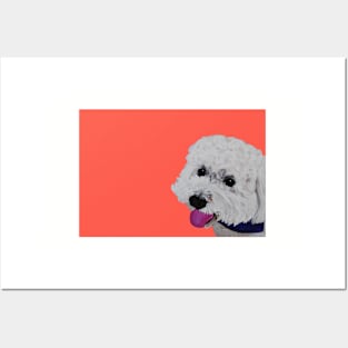 Finn the Bichon Frise Hot Melon Posters and Art